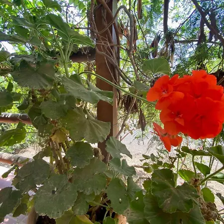Camping Casa Rural En La Naturaleza San Bartolomé